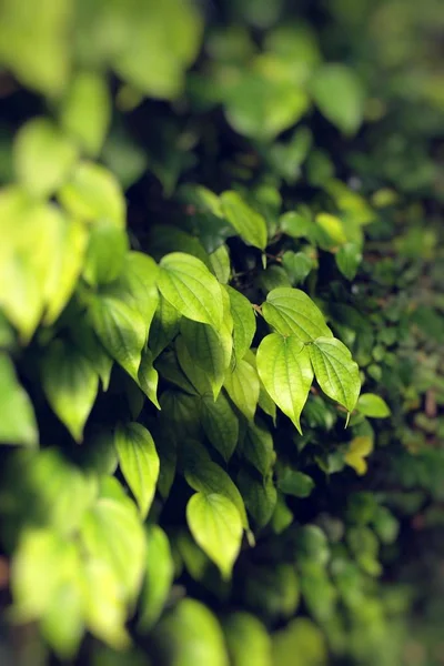 Folhas verdes no fundo preto — Fotografia de Stock