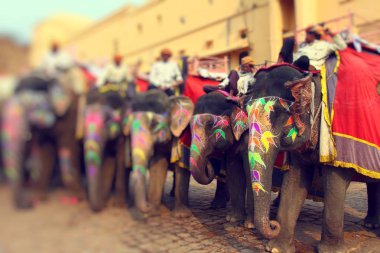 - Fil. Hindistan, Jaipur, Rajasthan Eyaleti.