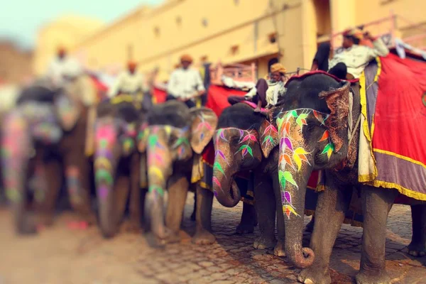 Elephant. India, Jaipur, state of Rajasthan. — Stock Photo, Image