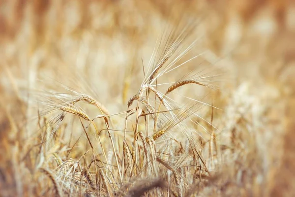 Gold wheat field — Stock Photo, Image