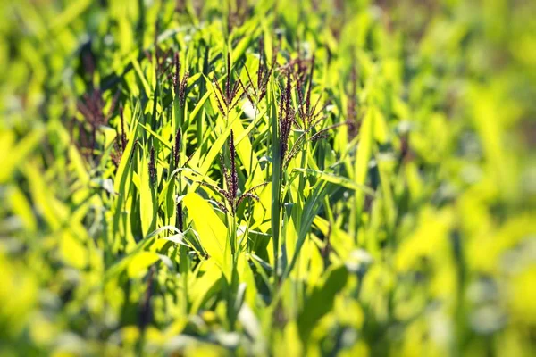 Campo de milho verde. — Fotografia de Stock
