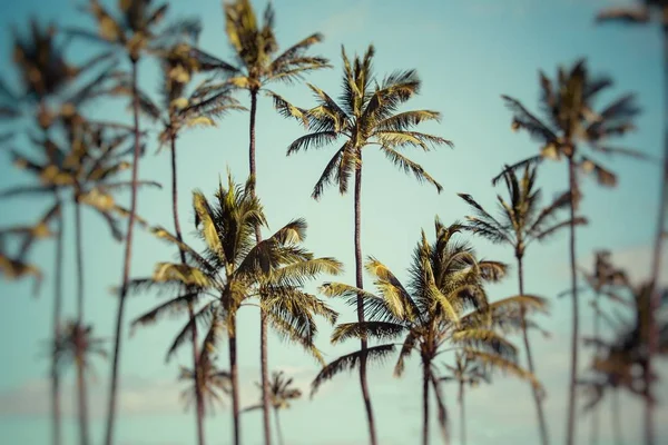 Palmy kokosowe w Hawaii, Stany Zjednoczone Ameryki. — Zdjęcie stockowe