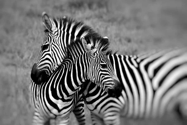 Ritratto di una zebra nel parco nazionale del Kruger Sud Africa — Foto Stock