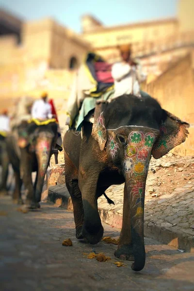 Слон. Индия, Джайпур, штат Раджастхан . — стоковое фото