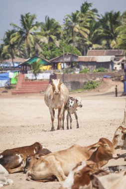 Anjuna Beach ünlü turizm, Goa, Hindistan