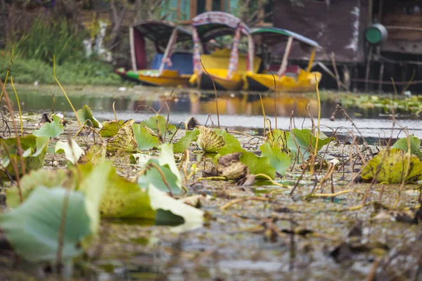 Lifestyle in Dal lake, local people use 'Shikara', a small boat — Stock Photo, Image