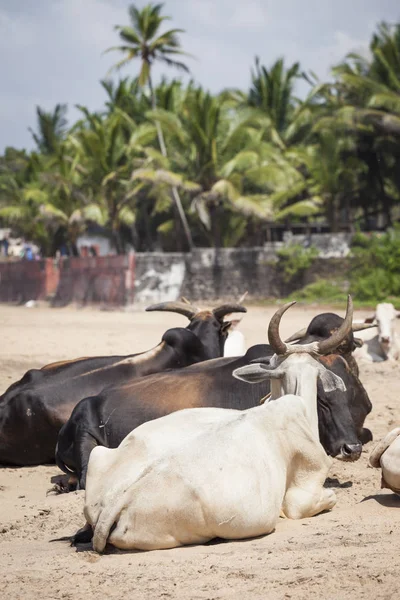 Anjuna Beach famoso destino turístico, Goa, India —  Fotos de Stock
