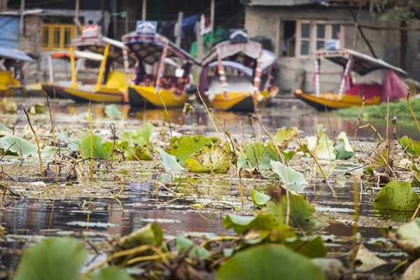 SRINAGAR, INDIA - 17 de octubre de 2013: Estilo de vida en el lago Dal, loca — Foto de Stock