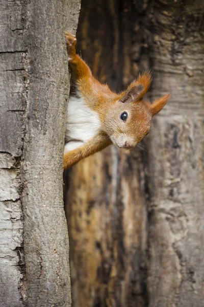 Uno scoiattolo selvatico catturato in una fredda giornata d'autunno soleggiata — Foto Stock
