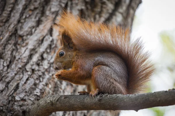 Uno scoiattolo selvatico catturato in una fredda giornata d'autunno soleggiata — Foto Stock