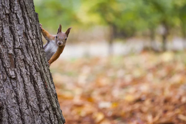 Uno scoiattolo selvatico catturato in una fredda giornata d'autunno soleggiata — Foto Stock