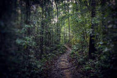 Orman yolu. Sinharaja yağmur ormanları Sri Lanka.