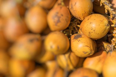 Sri Lanka topikal sarı hindistancevizi.