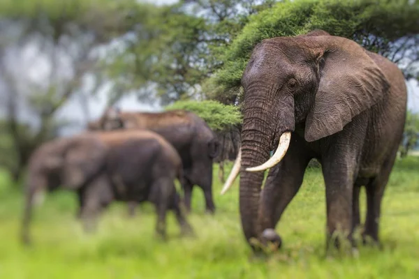 African elephant in the Tarangire National Park, Tanzania — Stock Photo, Image