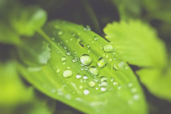 Fondo de hoja verde — Foto de Stock