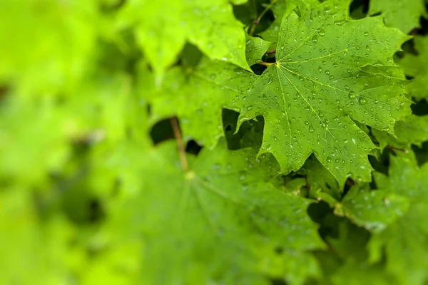 Akçaağaç closeup Şubesi — Stok fotoğraf