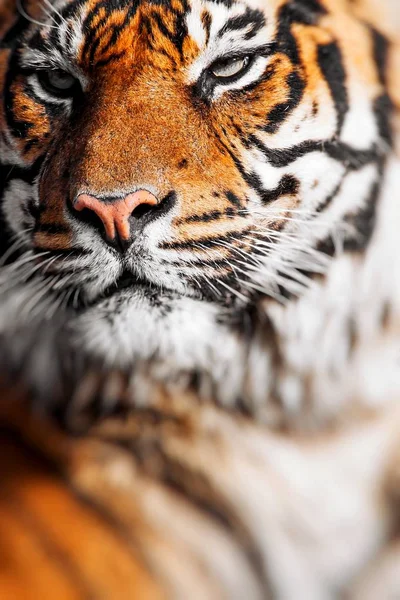 Закри тигри обличчя. — стокове фото