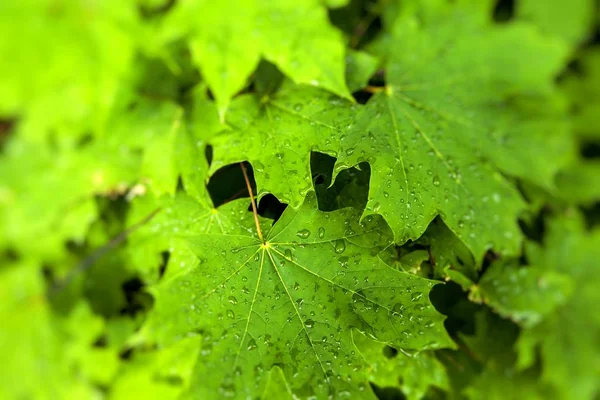 Akçaağaç closeup Şubesi — Stok fotoğraf