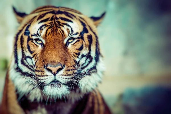 Close-up of a Tigers face. — Stock Photo, Image