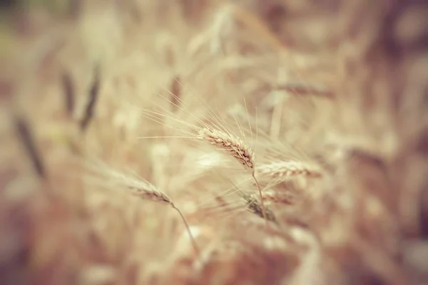 Fechar de trigo maduro — Fotografia de Stock
