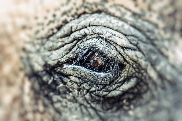 Elefante close-up com belo olho laranja e cílios longos, África do Sul — Fotografia de Stock
