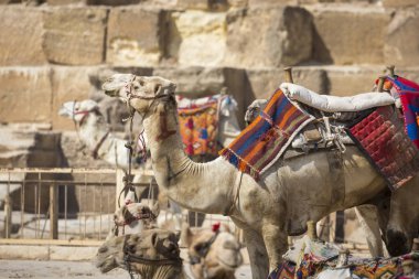 Bedevi deve dinlenme yakınındaki Pyramids, Cairo, Mısır