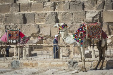 Bedevi deve dinlenme yakınındaki Pyramids, Cairo, Mısır