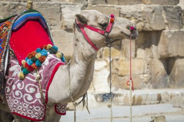 Bedevi deve dinlenme yakınındaki Pyramids, Cairo, Mısır