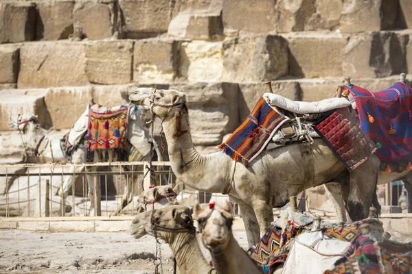 Camellos beduinos descansan cerca de las pirámides, El Cairo, Egipto —  Fotos de Stock