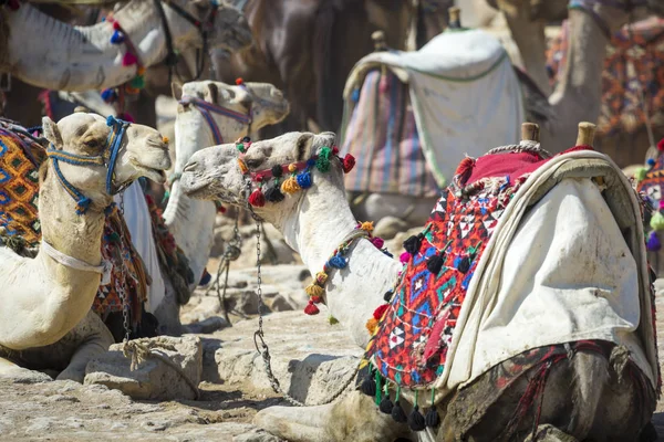 Camelos beduínos descansam perto das Pirâmides, Cairo, Egito — Fotografia de Stock