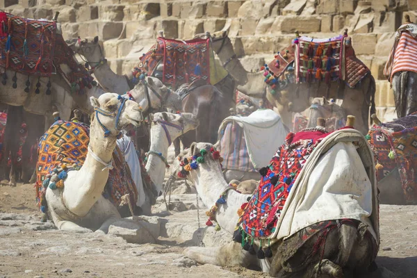 Beduínské velbloudi dosedla poblíž pyramidy, Káhira, Egypt — Stock fotografie