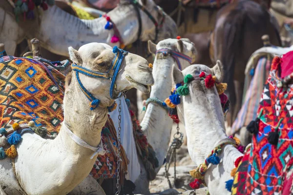 Camelos beduínos descansam perto das Pirâmides, Cairo, Egito — Fotografia de Stock