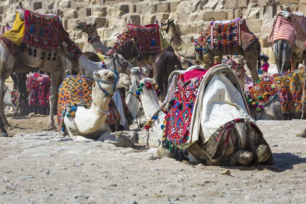 Camelos beduínos descansam perto das Pirâmides, Cairo, Egito — Fotografia de Stock