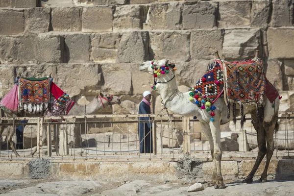 Camellos beduinos descansan cerca de las pirámides, El Cairo, Egipto —  Fotos de Stock