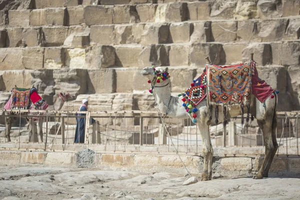 金字塔，埃及开罗附近的贝都因人骆驼休息 — 图库照片