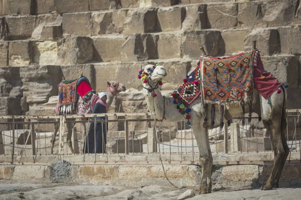 Bedevi deve dinlenme yakınındaki Pyramids, Cairo, Mısır — Stok fotoğraf