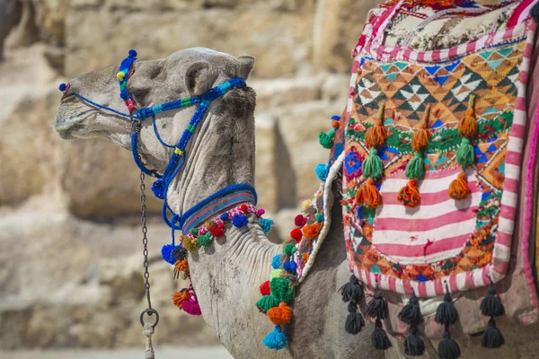 Bedouin kamelen rusten in de buurt van de piramides, Cairo, Egypte — Stockfoto