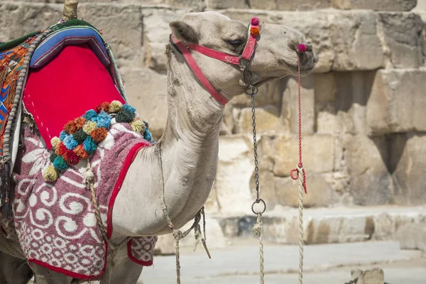 Bedouin kamelen rusten in de buurt van de piramides, Cairo, Egypte — Stockfoto