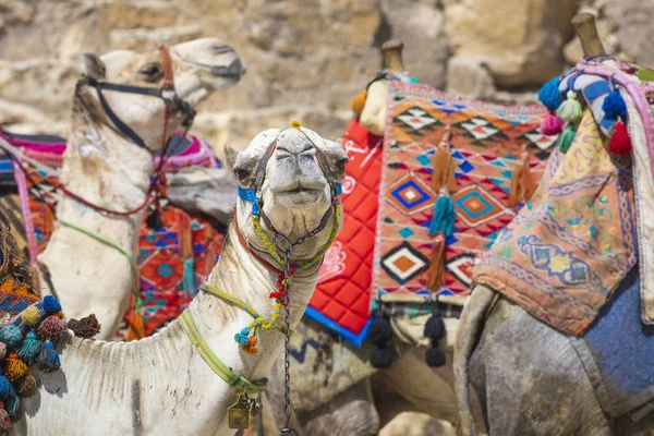 Camelos beduínos descansam perto das Pirâmides, Cairo, Egito — Fotografia de Stock