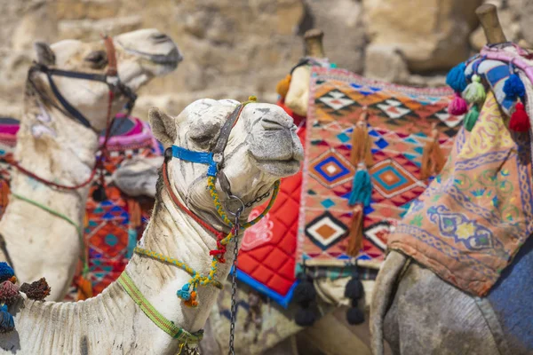 Bedouin kamelen rusten in de buurt van de piramides, Cairo, Egypte — Stockfoto