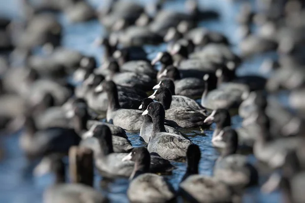 Flock of coots ( fulica atra ) on frozen lake — Stock Photo, Image