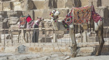 Giza Pyramids arka plan, Mısır deve. Turistik -