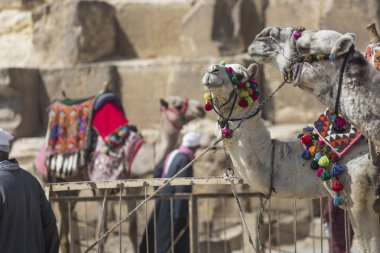 Giza Pyramids arka plan, Mısır deve. Turistik -