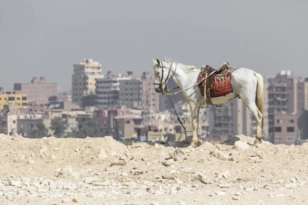Un cavallo attende i cavalieri turistici vicino alla piramide gigante — Foto Stock
