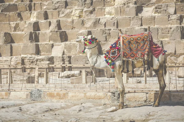 Egyptische Camel bij Giza Pyramids achtergrond. Toeristische attractie - — Stockfoto