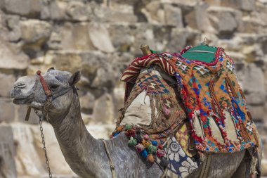 Giza Pyramids arka plan, Mısır deve. Turistik -