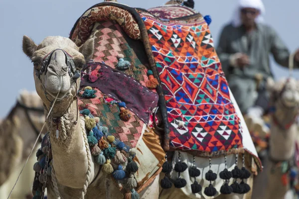 在吉萨金字塔背景的埃及骆驼。旅游景点 - — 图库照片