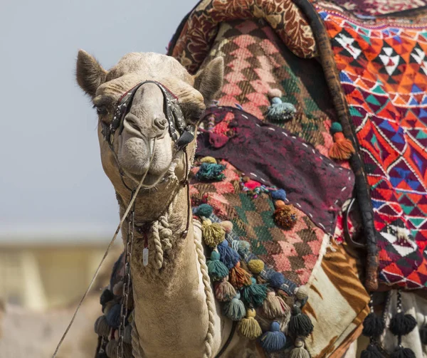 Camel égyptien au fond des pyramides de Gizeh. Attraction touristique  - — Photo