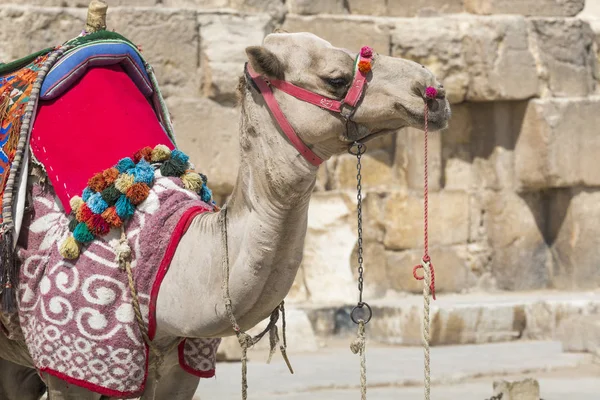 Egyptian Camel at Giza Pyramids background. Tourist attraction - — Stock Photo, Image