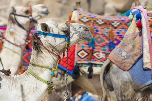 在吉萨金字塔背景的埃及骆驼。旅游景点 - — 图库照片